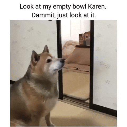dog throwing bowl