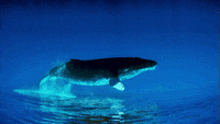 whale GIF