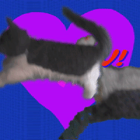 Funny-cat GIFs - Get the best GIF on GIPHY