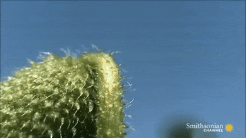 Rapidplantmovement GIF