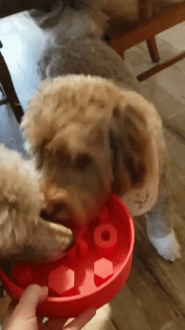 Dog Food Dinner Time GIF by Geekster Pets