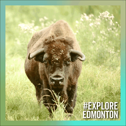 Wildlife Bison GIF by Explore Edmonton