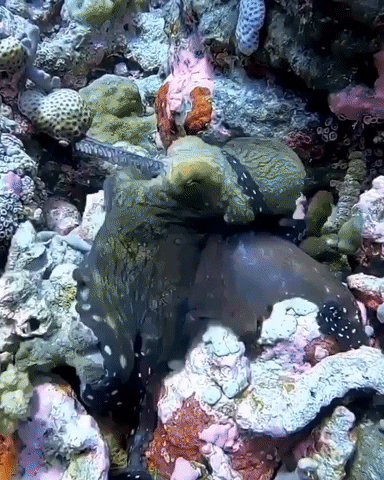 Get Off Me GIF by OctoNation® The Largest Octopus Fan Club!