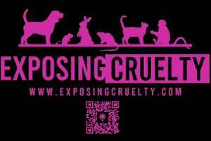 exposingcruelty cruelty endanimaltesting exposing exposingcruelty GIF