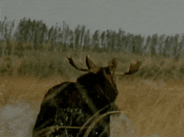 on the run running GIF by Archives of Ontario | Archives publiques de l'Ontario
