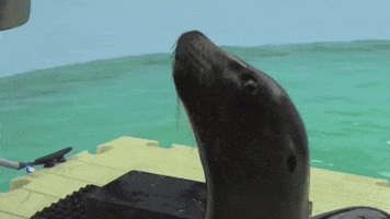 Mystic Aquarium GIF