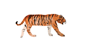 Tiger Sticker by Seaesta Surf