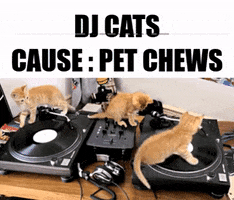 Cat Party GIF by Imaginal Biotech