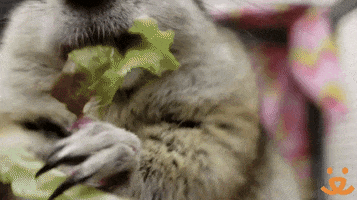 Hungry Feed Me GIF by Best Friends Animal Society