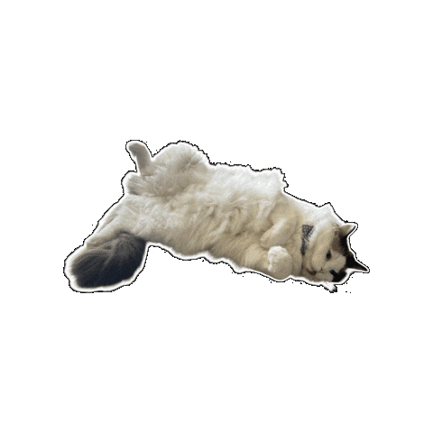 Cat Ragdoll Sticker by Rega Marketing