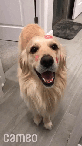 Video gif. A happy golden retriever wags its tail as red lipstick kisses are splattered all over its head. 