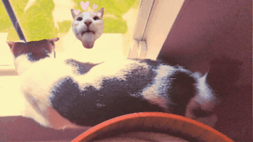 Cat Tail GIF