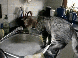 dishes helps GIF
