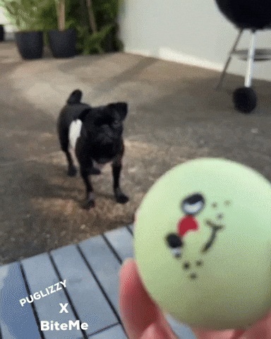 Lets Go Pugs GIF