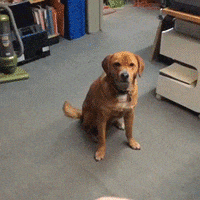 stop trying to make fetch happen GIF