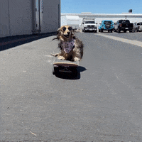 Wiener Dog Skate GIF by beangoods