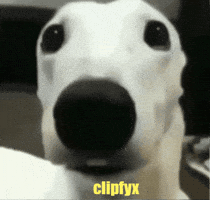Shocked Stare GIF