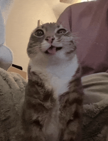 Gato Cute GIF