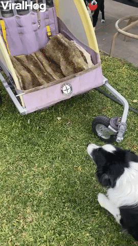 Phoenix The Border Collie Is Unstoppable GIF by ViralHog