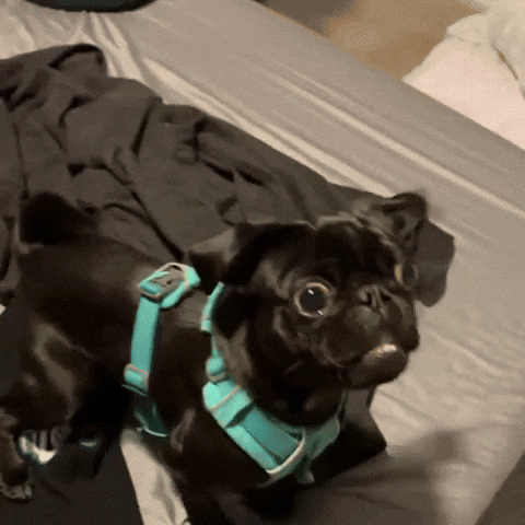 Black Dog Pug GIF