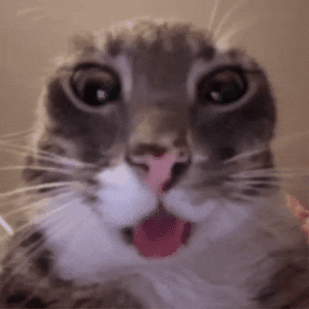 Funny Cat GIF