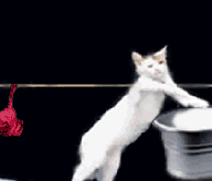 giphy.gif?cid=5e2148869eca6363559c3e827c186bb5efd3dbce83654b4f&rid=giphy.gif&ct=g