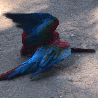 200.gif