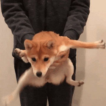 Struggling Shiba Inu GIF