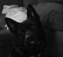 Dog GIF