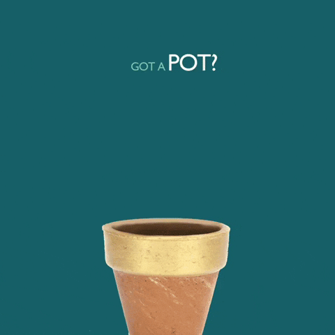 Gotapot Shopnanjala Nanjalablooms Plants Pot GIF