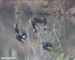 Western Australian Museum GIF