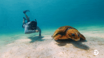 Sea Turtle Ocean GIF by Shark Week