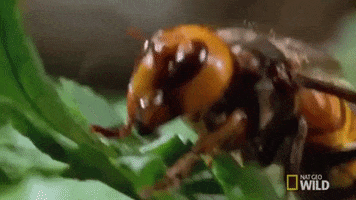 Hornet GIF by GIPHY News