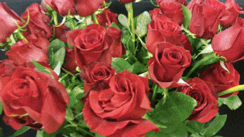 sant jordi roses GIF by betevé sant jordi roses GIF by betevé