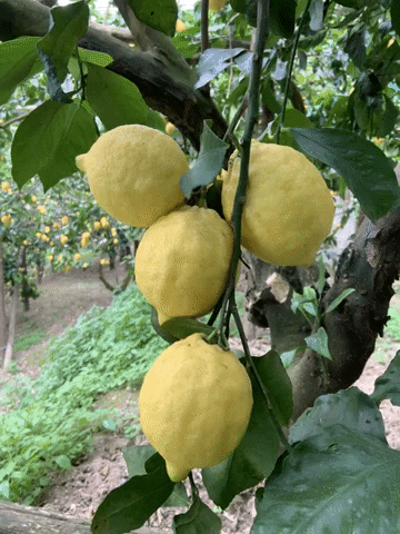 About Sorrento GIF