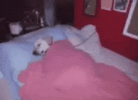 Sleeping Dog GIF