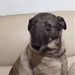 Masum Köpek GIF