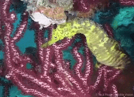 Marine Biology Ocean GIF