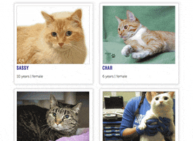 Cat Adopt GIF by Nebraska Humane Society