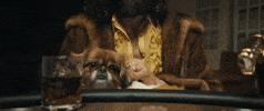 Dog Poker GIF by The Dead South
