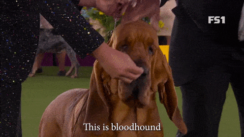 Bloodhound meme gif