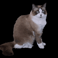 vandehart cat cats tired ragdoll GIF