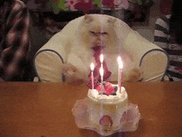 happy birthday cat please GIF