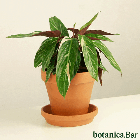 botanicabar_ fun party dancing plants GIF