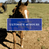 Horse Tourism GIF by Lexington, KY
