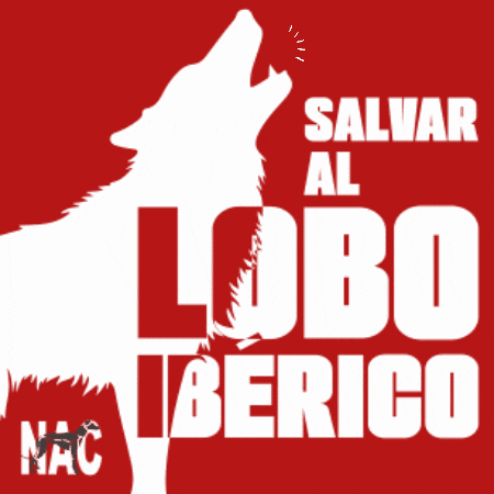 Lobo GIF by Plataforma NAC