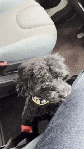 Noah Maltese GIF by Guimplenum