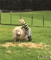 kid sheep GIF