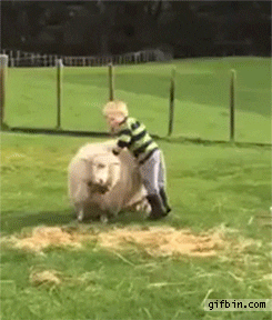 kid sheep GIF
