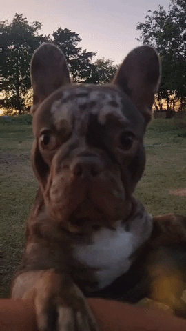 French Bulldog GIF